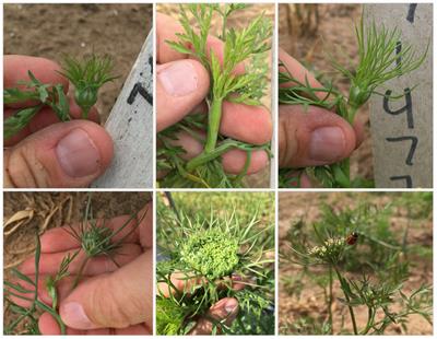 Advancing utilization of diverse global carrot (Daucus carota L.) germplasm with flowering habit trait ontology